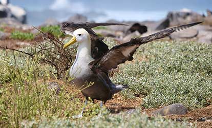 Casal de albatrozes-das-galápagos.