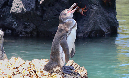 Pinguim de Galápagos.