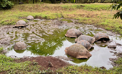 Grupo de tartarugas gigantes na reserva El Chato.